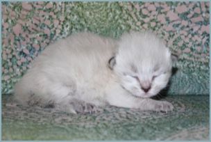 Male Siberian Kitten from Deedlebug Siberian